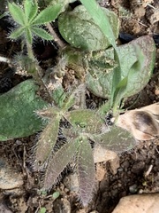 Lupinus affinis