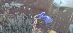 Salvia pusilla