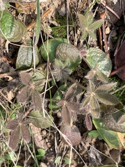 Lupinus affinis