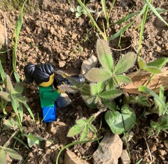 Lupinus affinis