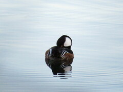 Lophodytes cucullatus