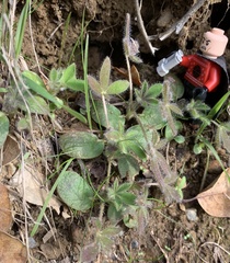 Lupinus affinis
