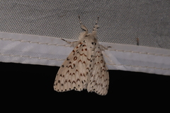 Lymantria nephrographa