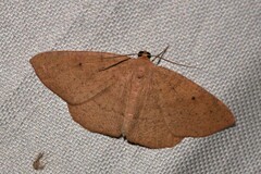 Eurychoria gerasphora