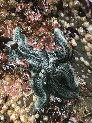 Leptasterias hexactis