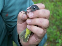 Oporornis agilis