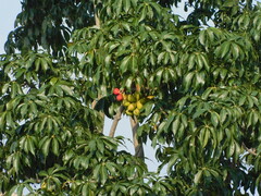 Sterculia foetida
