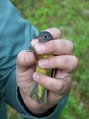 Oporornis agilis