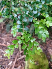 Nothofagus cunninghamii