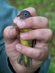 Oporornis agilis