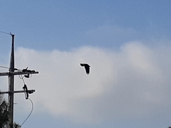 Corvus macrorhynchos