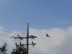 Corvus macrorhynchos