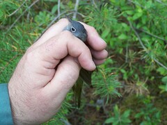 Oporornis agilis