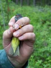 Oporornis agilis