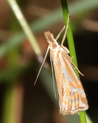 Hednota pleniferellus