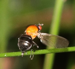 Sapromyza sciomyzina