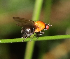 Sapromyza sciomyzina
