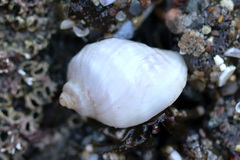 Nucella emarginata
