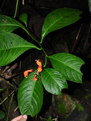 Centropogon curvatus