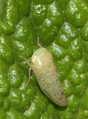 Batracomorphus