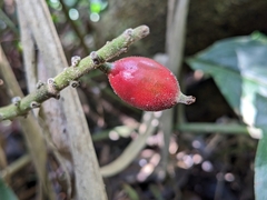Alpinia japonica