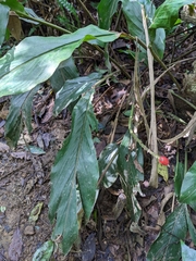 Alpinia japonica