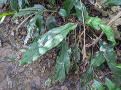 Alpinia japonica
