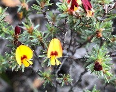Pultenaea penna