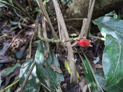 Alpinia japonica