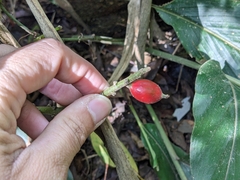 Alpinia japonica