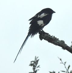 Lanius melanoleucus