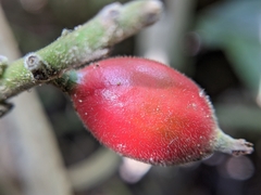 Alpinia japonica