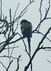 Lanius melanoleucus