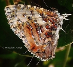 Catapaecilma major