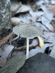 Coprinellus radians