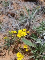 Leptosiphon chrysanthus