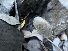 Coprinellus radians