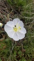 Oenothera albicaulis