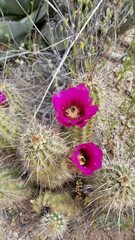 Echinocereus engelmannii