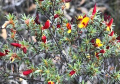 Pultenaea penna