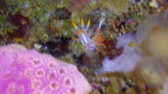 Coryphella trilineata