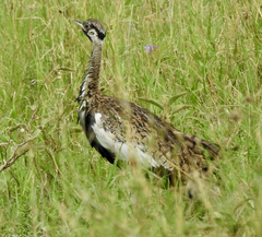 Lissotis melanogaster