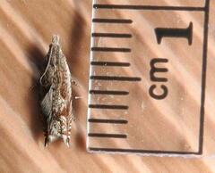 Epinotia solicitana