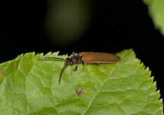 Denticollis linearis