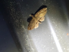 Chloroclystis filata