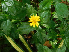Sphagneticola trilobata