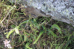 Pellaea rotundifolia