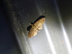 Chloroclystis filata