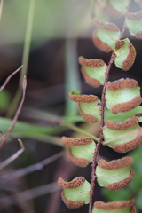 Pellaea rotundifolia