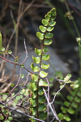 Pellaea rotundifolia
